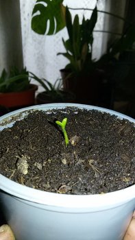 1553090138813-1541517959.thumb.jpg.b5d83e6e784f10104d6b3bdd21cceef6.jpg