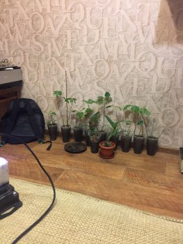 5CB530DB-F03B-43F4-BC56-F9EDCCD37BF2.thumb.jpeg.2f81ed45f32e2804596ca6f40f180bc4.jpeg