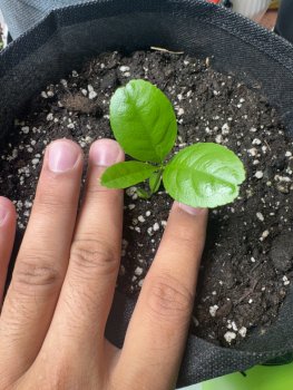 IMG_5815.thumb.jpeg.10c109ade324c9db93a190d18f45489e.jpeg