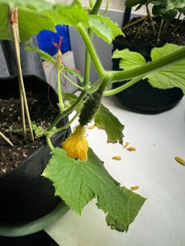 IMG_5992.jpeg