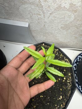 IMG_6076.thumb.jpeg.d85d4b1b2d4981ce6ae5190dba395809.jpeg