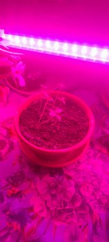 IMG_20260610_215749.thumb.jpg.4d745f996510c3f313772cd15a49ca57.jpg