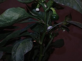 IMG_20260913_010307.thumb.jpg.3c514c351d4624430b1f4b4ad3452c0b.jpg